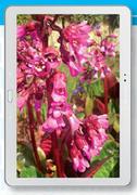 Samsung Galaxy Note 10.1 2014 Edition-On MyGig 2