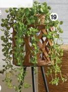 Hanging Plant