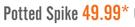 Potted Spike