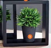 Potted Spike