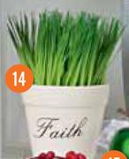 Potted Faith