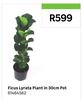 Ficus Lyrata Plant In 30cm Pot 81464562