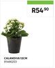 Calandiva 12cm 81466203