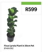 Ficus Lyrata Plant In 30cm Pot 81464562