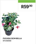 Fuchsia 12cm Bella 81456868