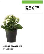 Calandiva 12cm 81466203