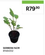 Gerbera 14cm 81464552