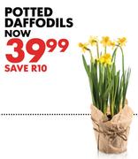 Potted Daffodils