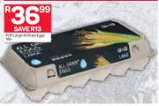 PnP Large All Grain Eggs-18s