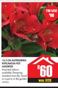 16.5cm Alstromeria Inticancha Pot Assorted
