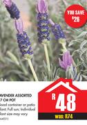 Lavender Assorted 17cm Pot