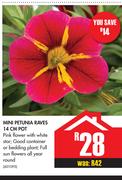 Mini Petunia Raves 14cm Pot