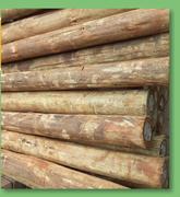 Pole Pine Round 2.4mx80/99 CCA-Treated T01523-Each
