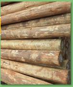 Pole Pine Round 2.1m x 75/100 Creosote-Treated T05340-Each