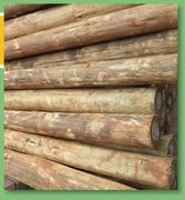 Pole Pine Round 2.4m x80/99 CCA-Treated T01523-Each