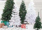 Colorado Tree-180cm Each