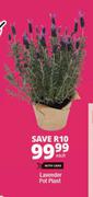 Lavender Pot Plant-Each