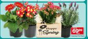 Assorted Pot Plants-Each