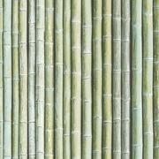 Bamboo Green Wallpaper 53cm x 10m