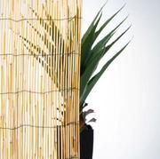 CANE REED FENCE 1.5X3M LOW PRIVACY