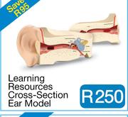 Learning Resources Cross-Section Ear Model