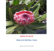Pink Ice Protea 15cm