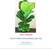 Ficus Lyrata 24cm (fiddle leaf fig)