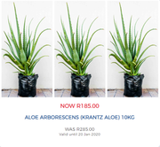 Aloe Arborescens (Krantz Aloe) 10kg