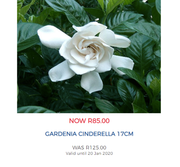Gardenia Cinderella 17cm
